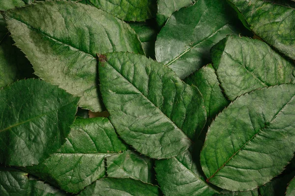 Rose leaves background. Green color flat lay. — Stock Photo, Image