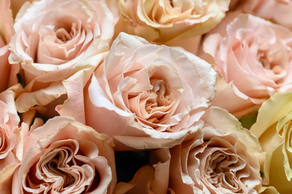 Textura de rosas rosa pastel, vista superior, close — Fotografia de Stock