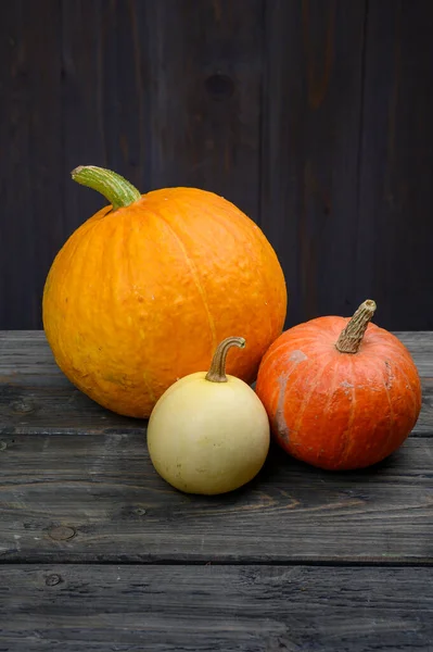 Calabazas sobre fondo de madera oscura. Halloween cosecha concepto de acción de gracias Fotos de stock