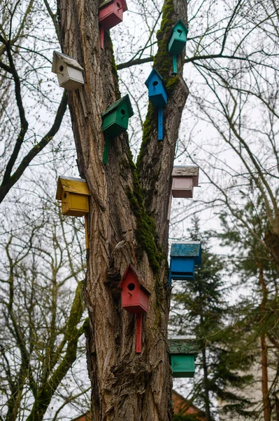 Case per uccelli di diversi colori attaccate ad un albero nel parco — Foto Stock