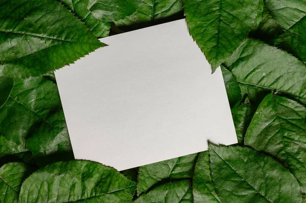 Papier-Karten-Attrappe auf grünen Blättern zur Gestaltung von Einladungen, Werbekarte. — Stockfoto