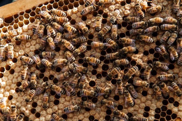 Beehive open for inspection by the beekeeper — Stock Photo, Image