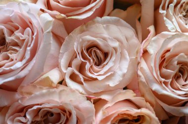 Pastel pembe gül deseni, üst manzara, kapat