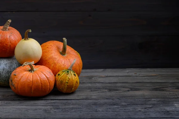 Abóboras em fundo de madeira escura. Conceito de ação de graças de colheita de Halloween — Fotografia de Stock