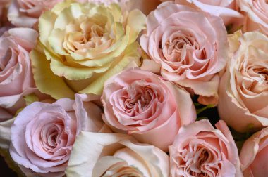 Pastel pembe gül deseni, üst manzara, kapat