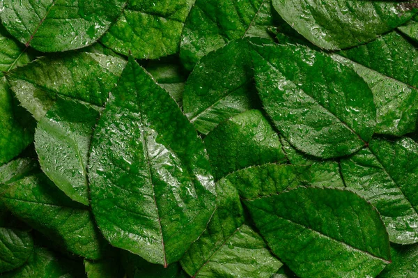 Rose leaves background. Green color flat lay. — Stock Photo, Image