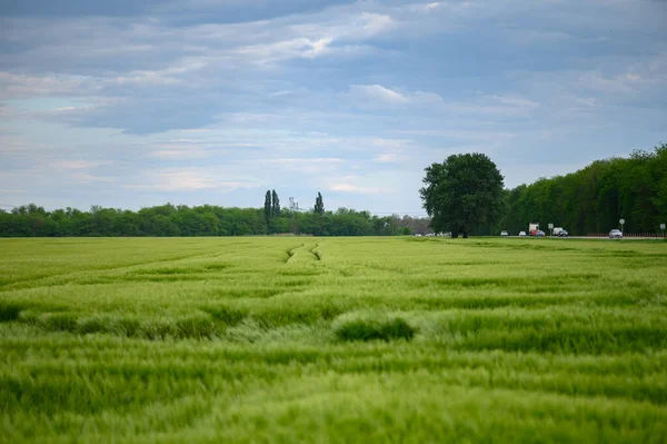 Field of fresh green barley cereals. Beautiful background — Stock Photo, Image