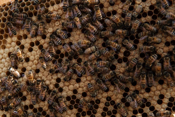 Colmena abierta para inspección por el apicultor — Foto de Stock