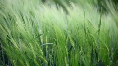 Güzel yeşil arpa gevreği tarlası. Arkaplan