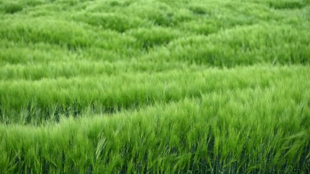 Belo campo verde de cereais de cevada frescos. Contexto — Vídeo de Stock