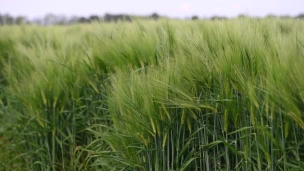 Piękne zielone pole świeżych płatków jęczmiennych. Kontekst — Wideo stockowe