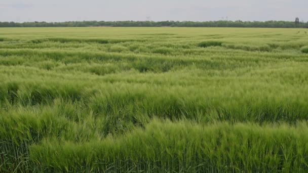 Прекрасне зелене поле зі свіжих ячмінних зернових. Тло — стокове відео
