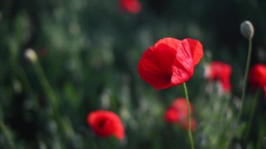 Sonsuz bir tarlaya yakın kırmızı gelincikler güzel güneş ışığıyla.