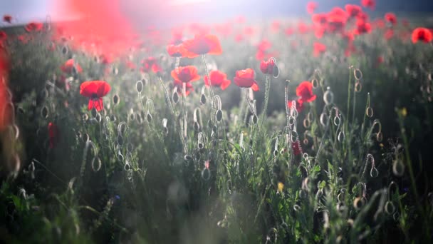 Papoulas vermelhas close-up em um campo sem fim com bela luz solar. — Vídeo de Stock