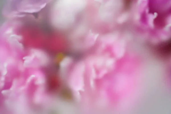 Ramo de flores abstracto fondo bajo gotas de agua —  Fotos de Stock