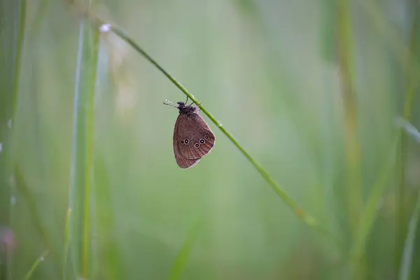 Papillon sur un brin d'herbe — Photo