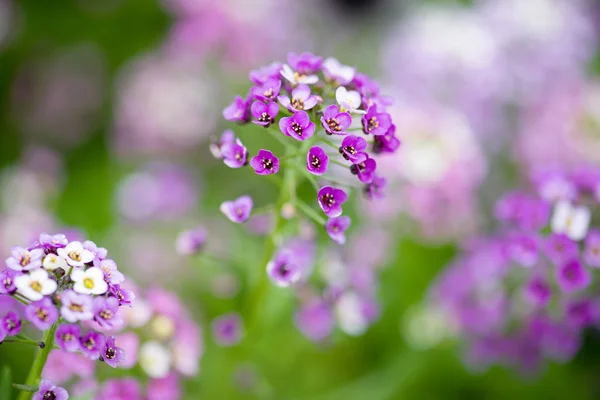 Mooie Alyssum bloemen achtergrond — Stockfoto