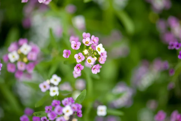 Alyssum λουλούδια — Φωτογραφία Αρχείου