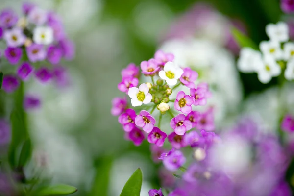 Schildzaad bloemen — Stockfoto