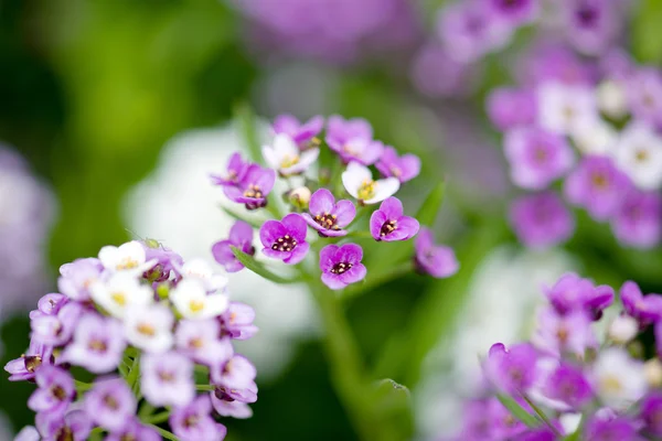 Schildzaad bloemen — Stockfoto