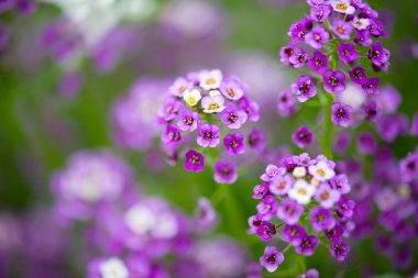 Alyssum çiçekler