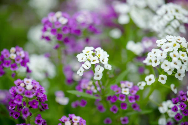 Schildzaad bloemen — Stockfoto