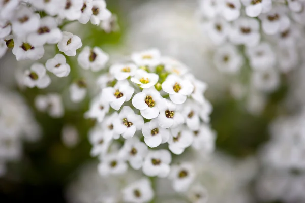 Belles fleurs d'Alyssum fleurissent — Photo