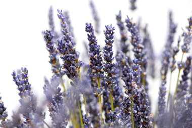 Çiçekler arka plan. Beyaz bir arka plan üzerinde kuru lavanta