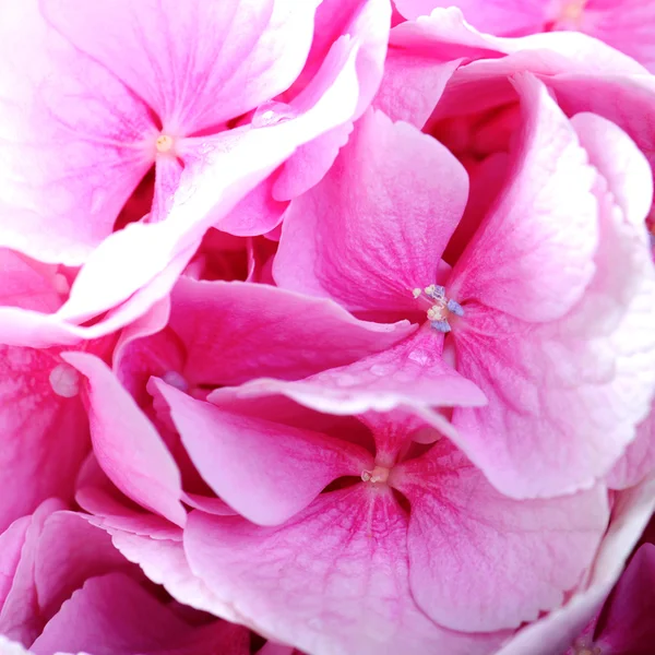 Fondo de flor rosa. —  Fotos de Stock