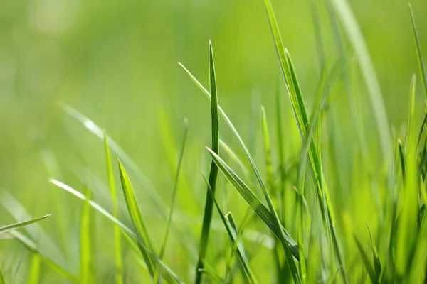Green grass close-up — Stock Photo, Image