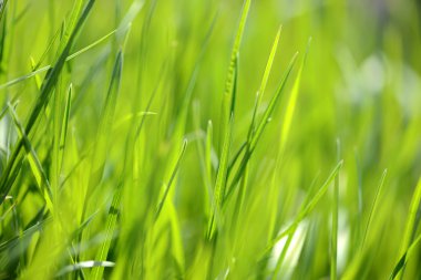 Yeşil çimenler yakın plan