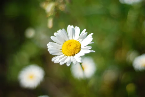 Green grass and chamomiles in the nature — Stock Photo, Image