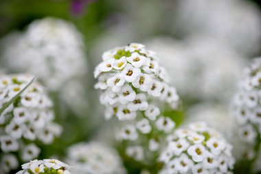 Alyssum çiçekler