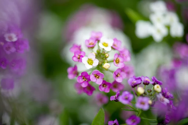 Alyssum Flowers — Stock Photo, Image