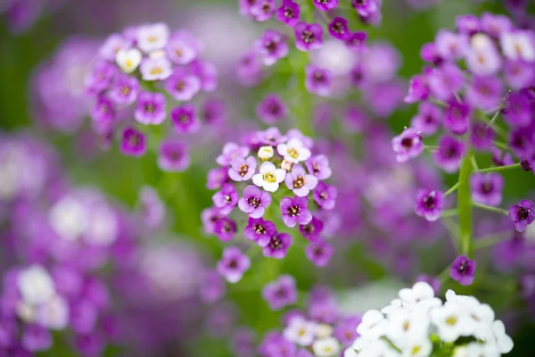 Mooie Alyssum bloemen — Stockfoto