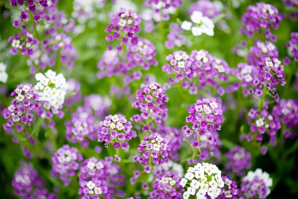 Alyssum çiçekler