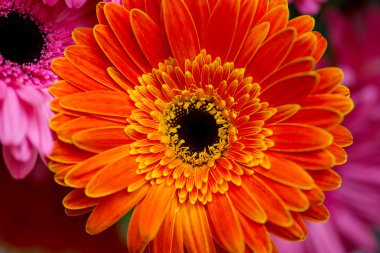 büyük sarı-turuncu gerbera çiçek