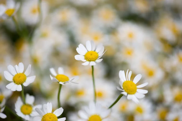 Camomile flowers — Stock Photo, Image