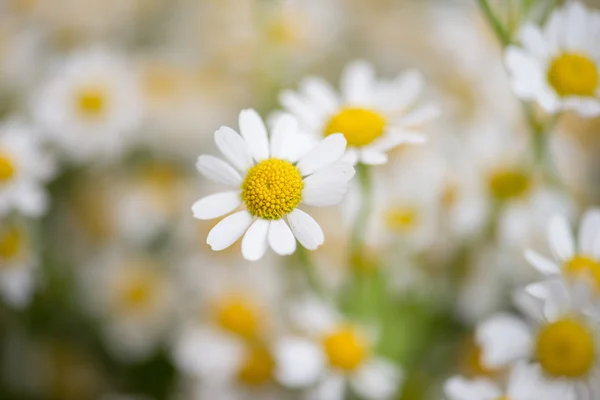 Fleurs de camomille — Photo