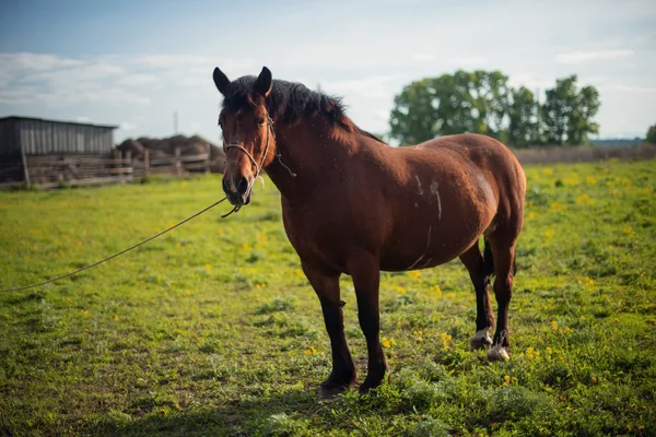 ひもにつないで馬 — ストック写真