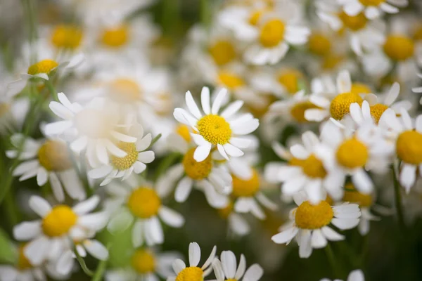 Camomille nature fleurs — Photo