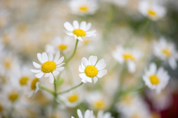 Letní kytice květiny — Stock fotografie