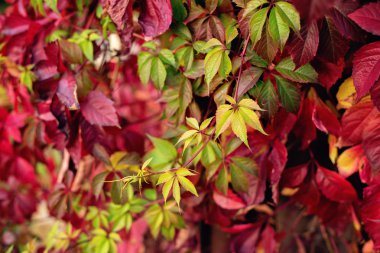 Bir duvar, arka plan üzerinde kırmızı sonbahar yaprakları