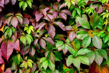 Bir duvar, arka plan üzerinde kırmızı sonbahar yaprakları