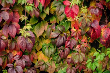 Bir duvar, arka plan üzerinde kırmızı sonbahar yaprakları