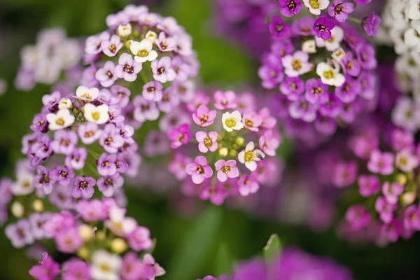 Mooie Alyssum bloemen — Stockfoto