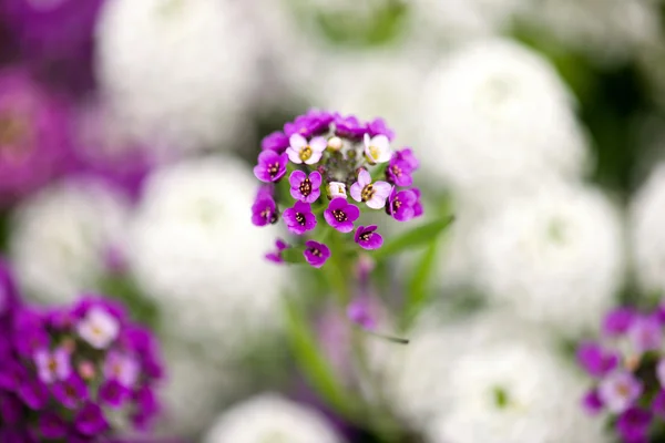 ミヤマナズナ属の美しい花 — ストック写真