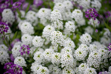 Alyssum çiçekler. Arka plan