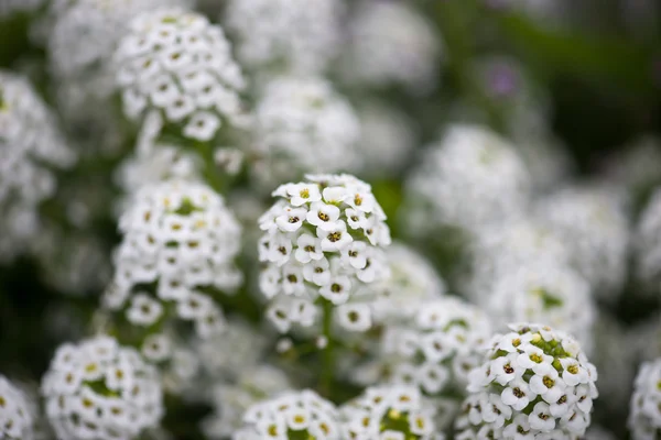 Alyssum Flowers. Taustaa — kuvapankkivalokuva