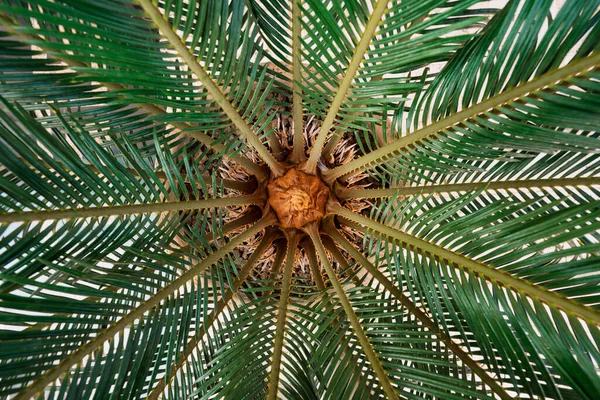Texture des palmiers Photo De Stock